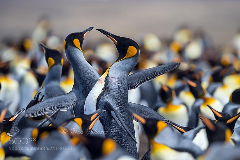 Nikon D5 sample photo. Falkland islands wildlife photography
