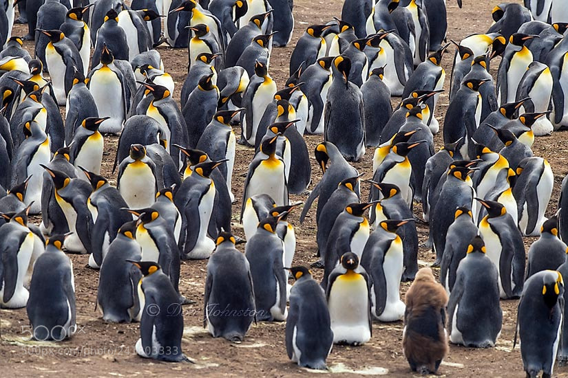 Nikon D5 sample photo. Falkland islands wildlife photography