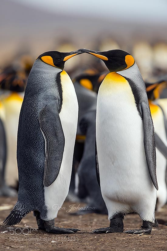 Nikon D5 sample photo. Falkland islands wildlife photography