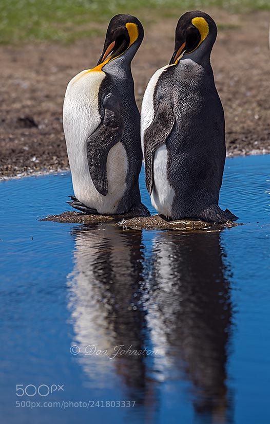 Nikon D5 sample photo. Falkland islands wildlife photography
