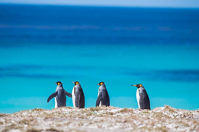 Nikon D5 sample photo. Falkland islands wildlife photography