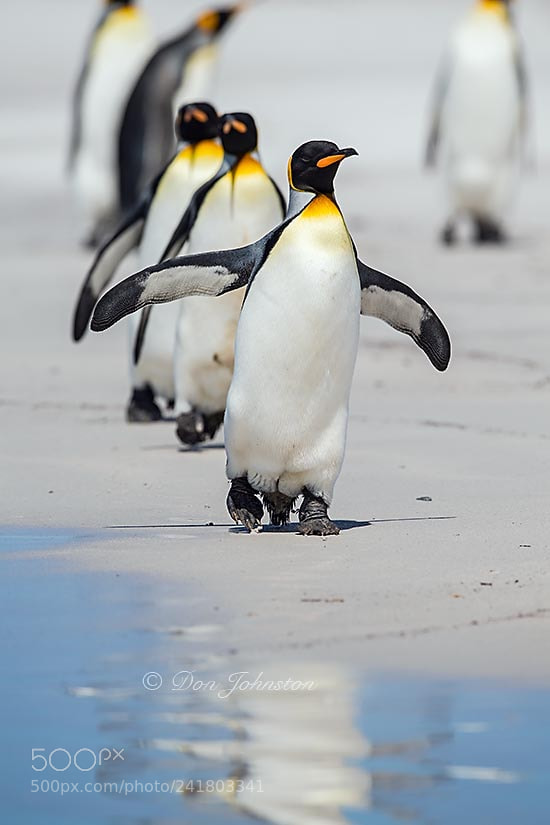 Nikon D5 sample photo. Falkland islands wildlife photography