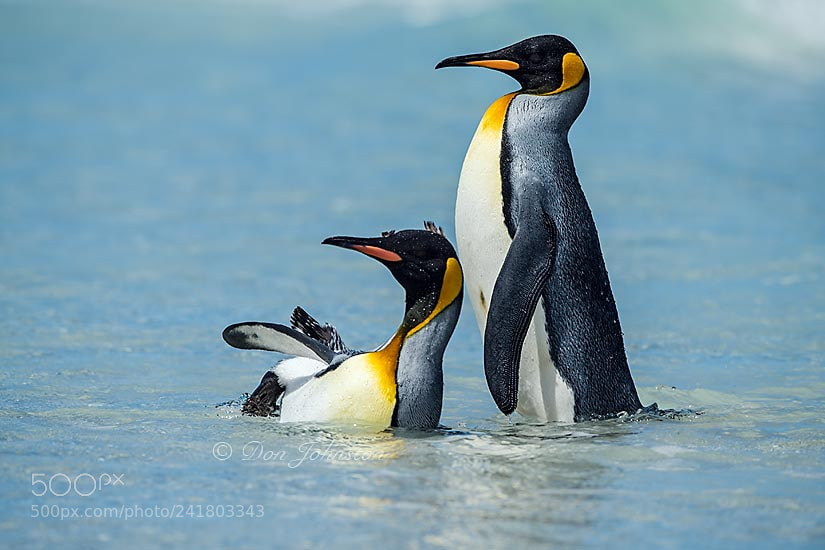 Nikon D5 sample photo. Falkland islands wildlife photography
