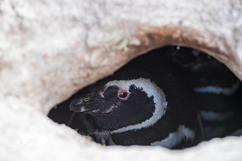 Nikon D5 sample photo. Falkland islands wildlife photography
