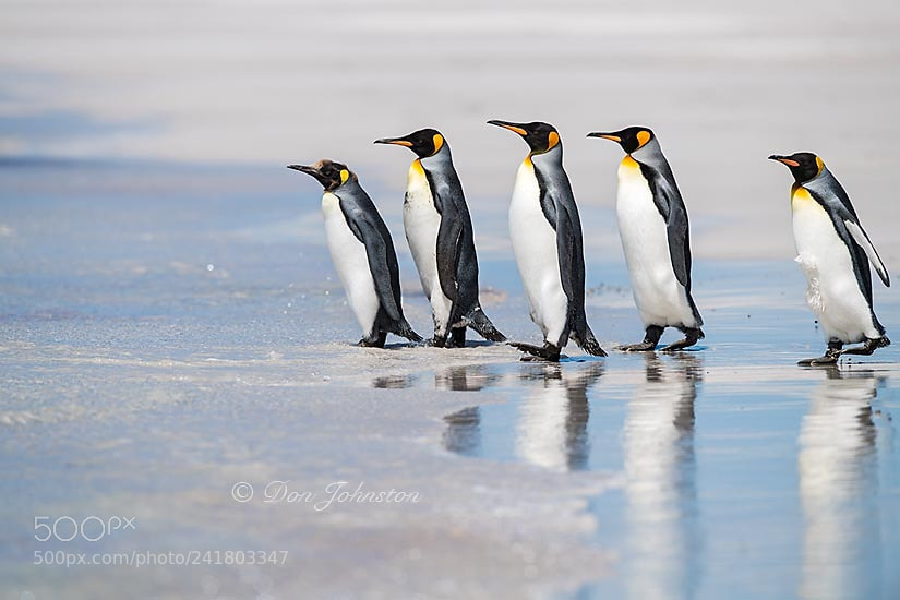 Nikon D5 sample photo. Falkland islands wildlife photography
