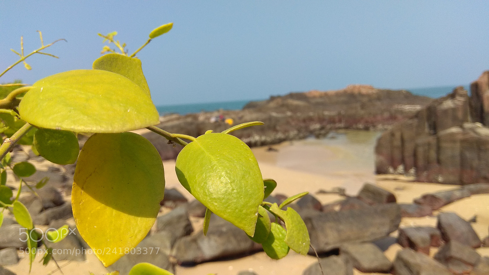 Xiaomi Redmi Note 4 sample photo. Untitled photography