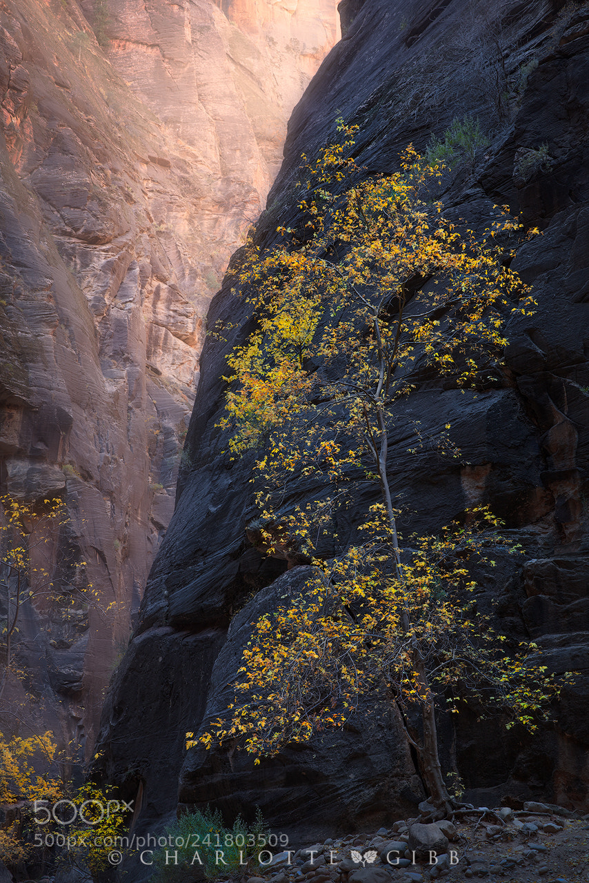 Canon EOS 5DS R sample photo. Zion gold photography