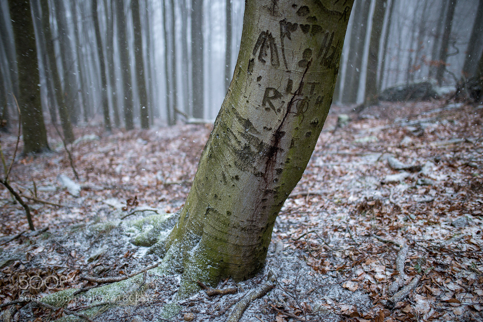 Canon EOS 6D sample photo. Story tree photography