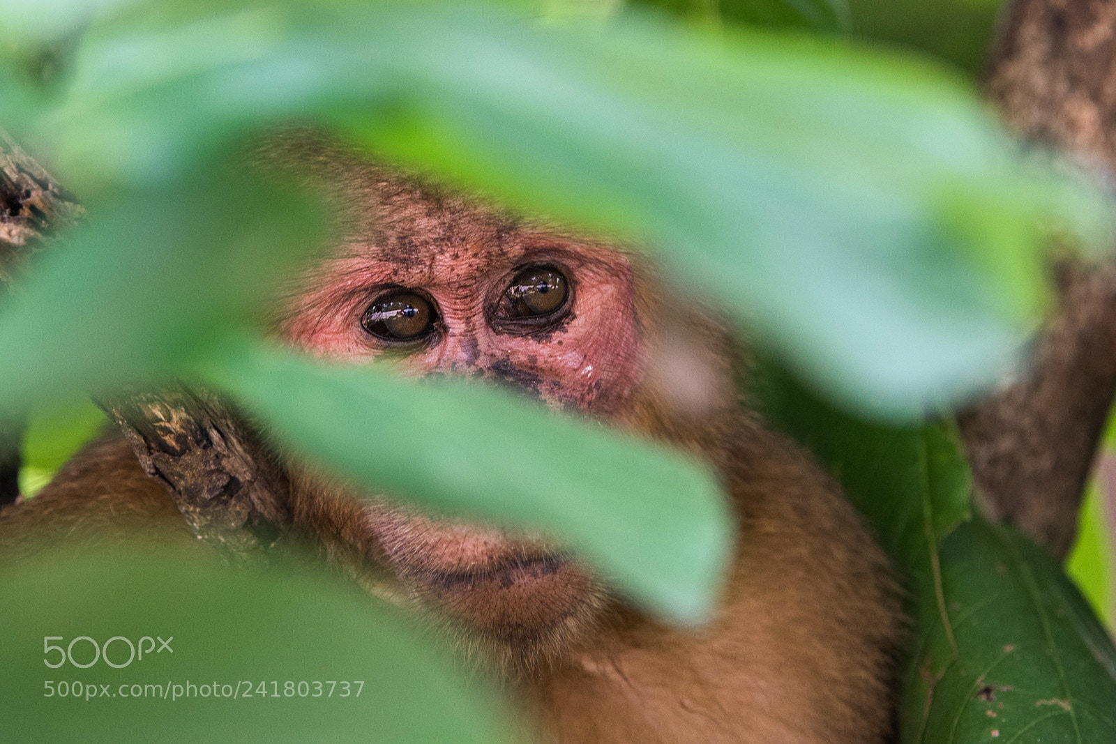 Nikon D810 sample photo. Stump-tailed macaque photography