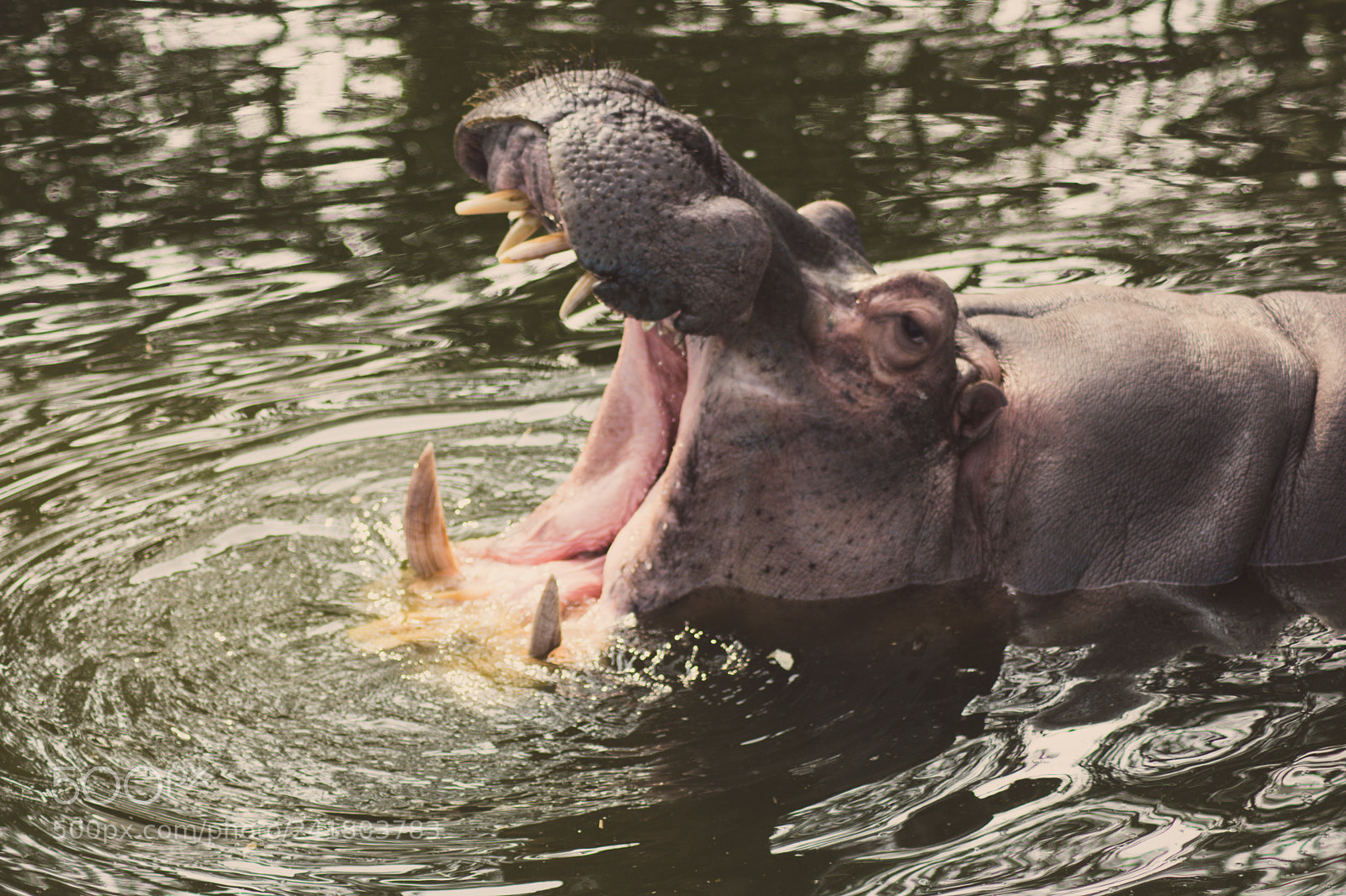 Nikon D3400 sample photo. Hippo photography