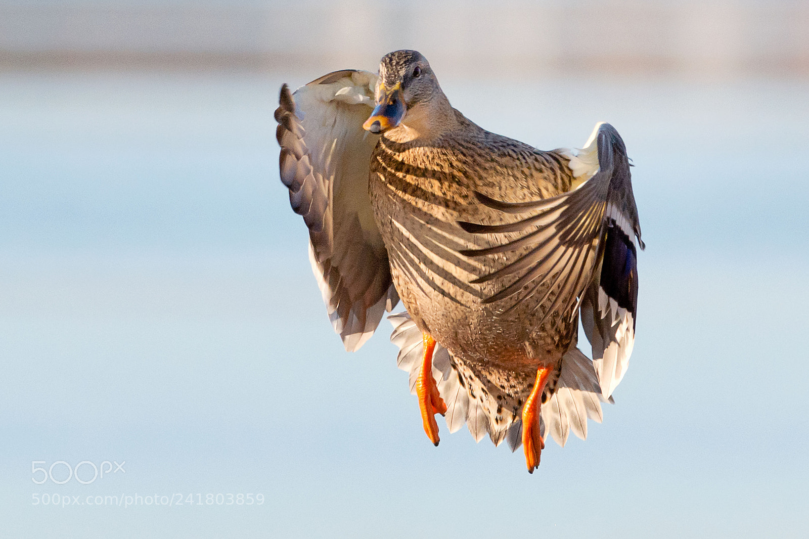 Nikon D7100 sample photo. Female mallard photography