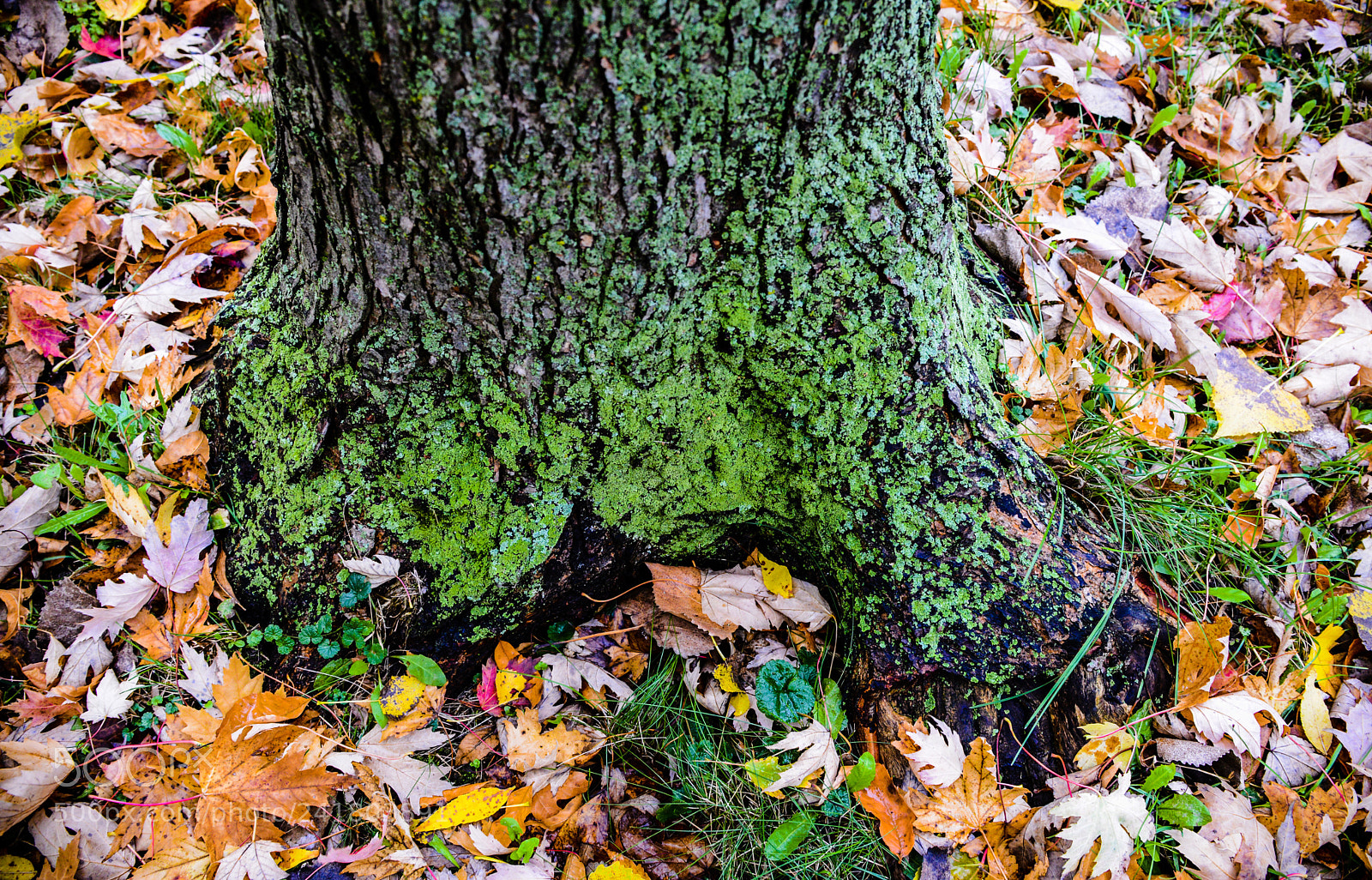 Nikon D600 sample photo. Autumn hues photography