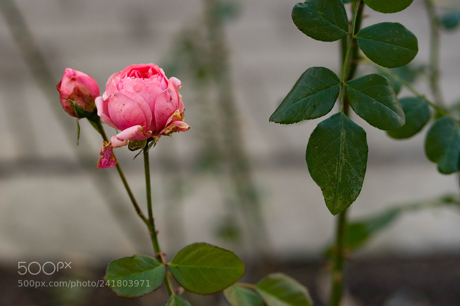 Sony a7 II sample photo. Untitled photography