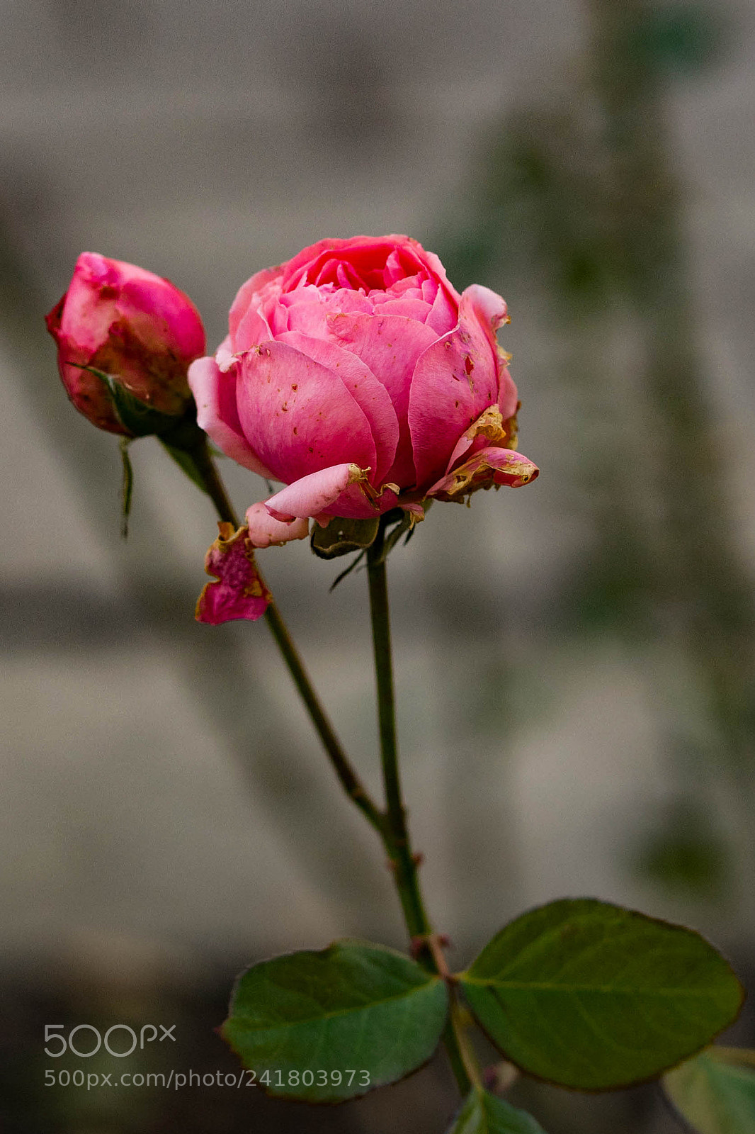 Sony a7 II sample photo. Untitled photography