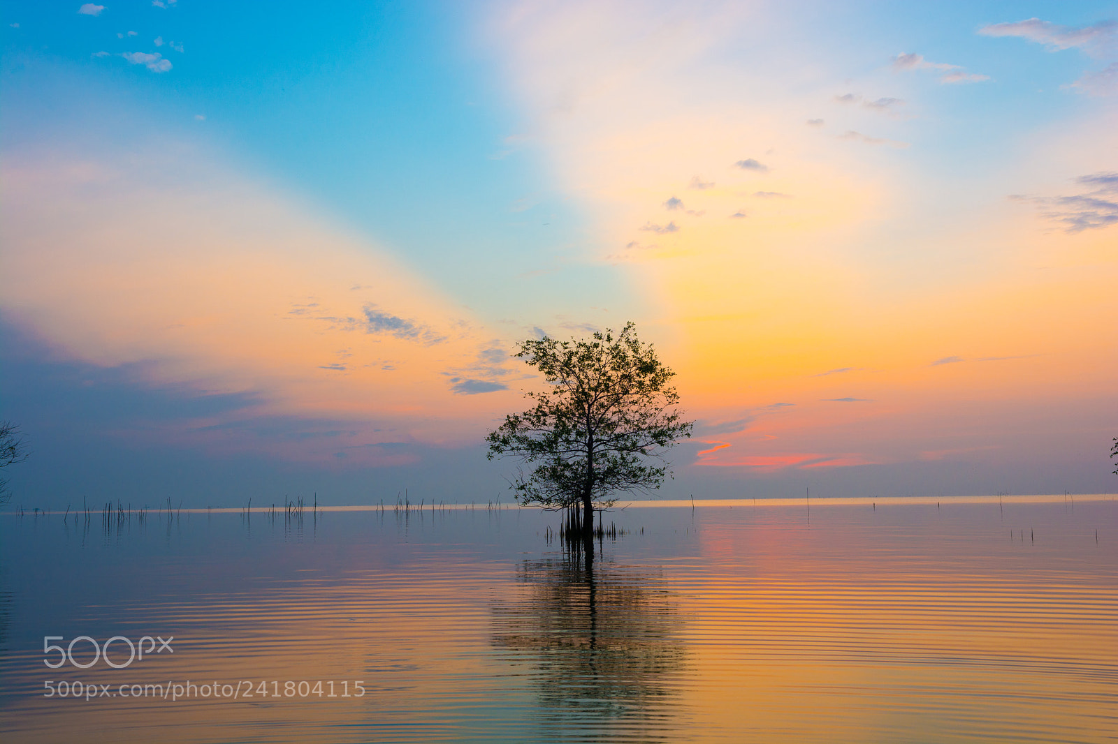 Nikon D7100 sample photo. Alone tree in lake photography