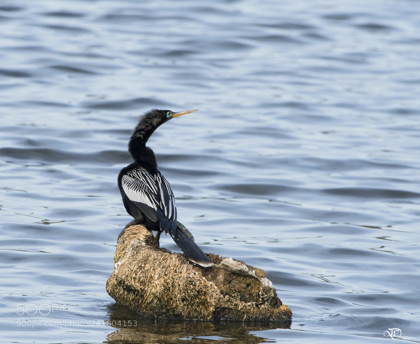 Nikon D500 sample photo. Anhinga photography