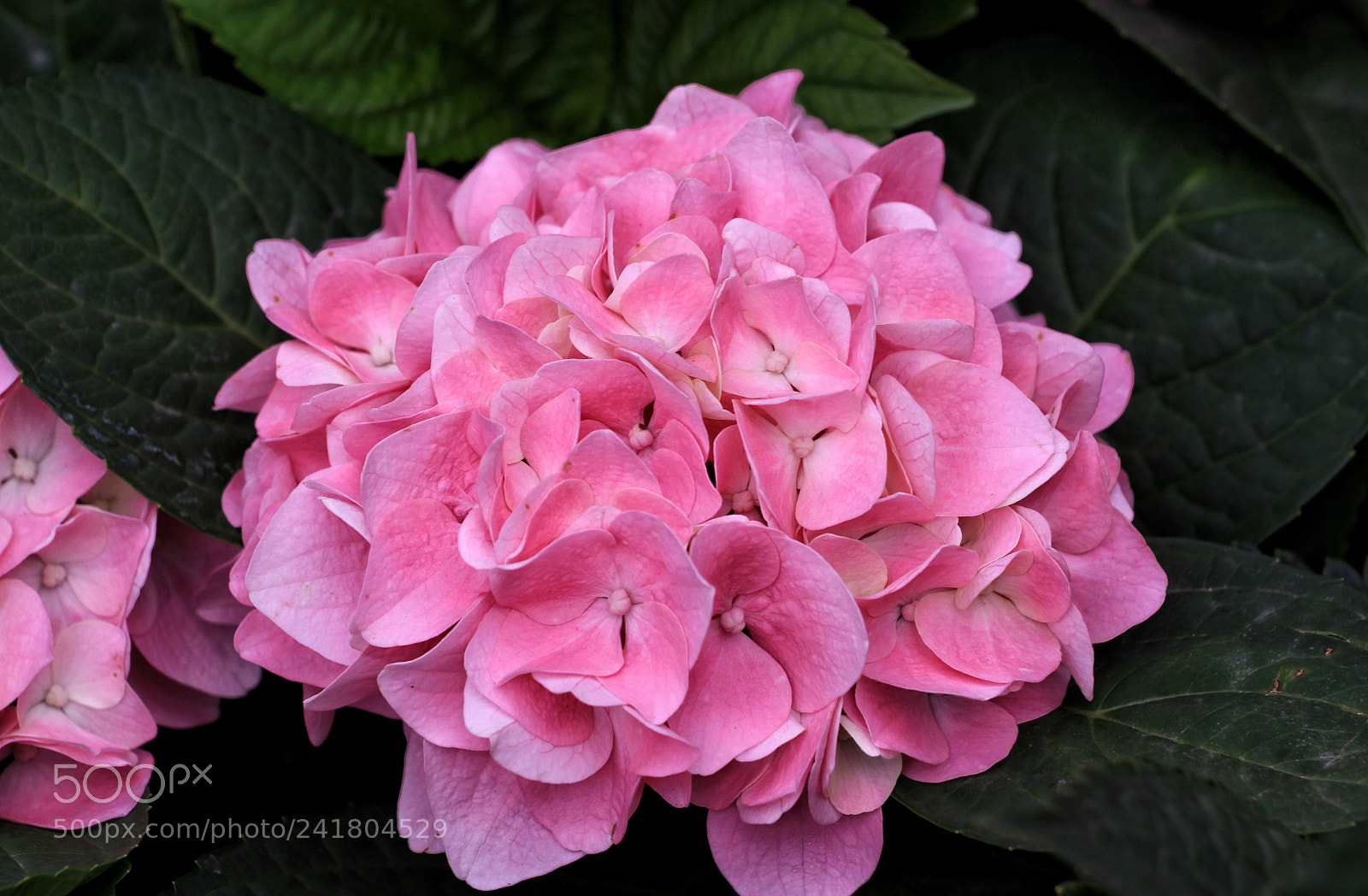 Canon EOS 50D sample photo. Untitled photography