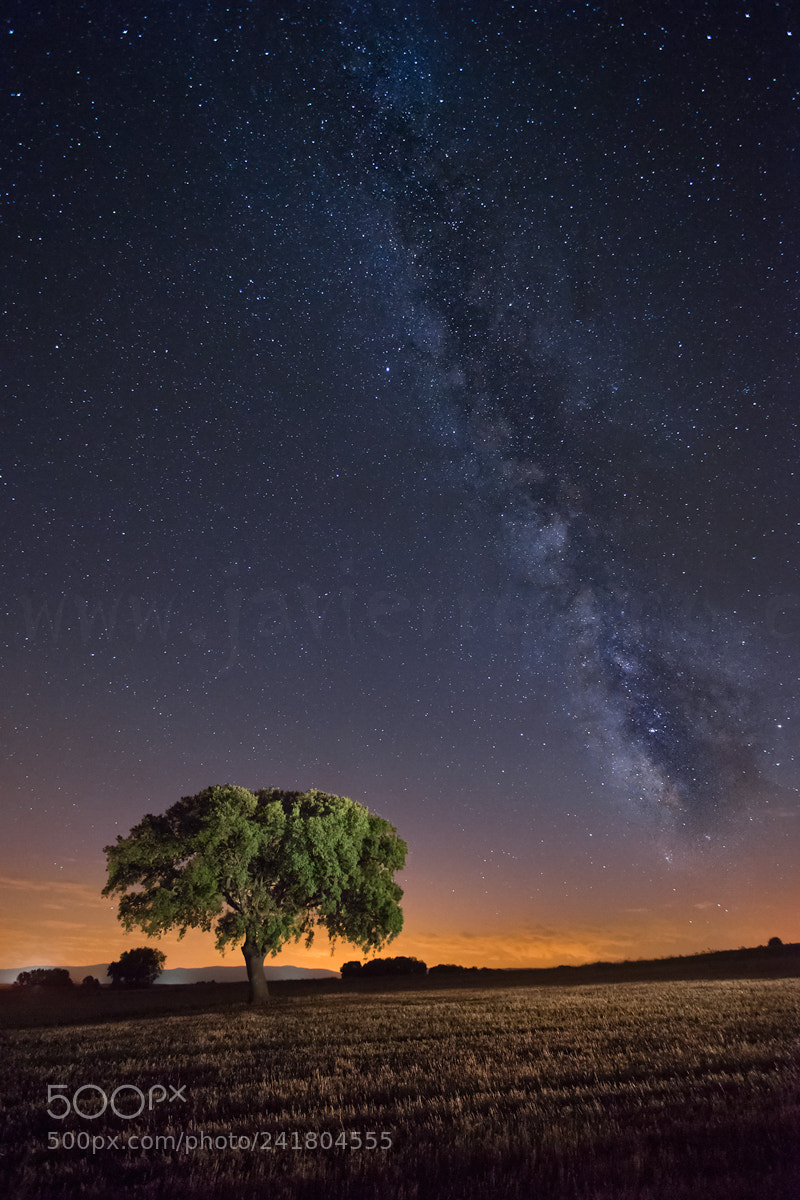Sony a7 II sample photo. La encina y la photography