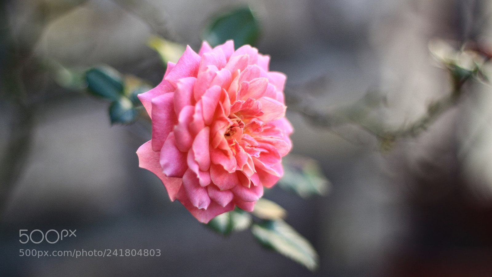 Canon EOS 50D sample photo. Garden of roses photography