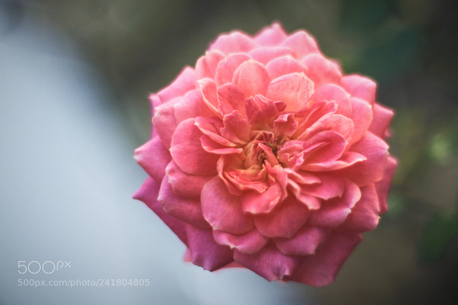 Canon EOS 50D sample photo. Flower power! photography