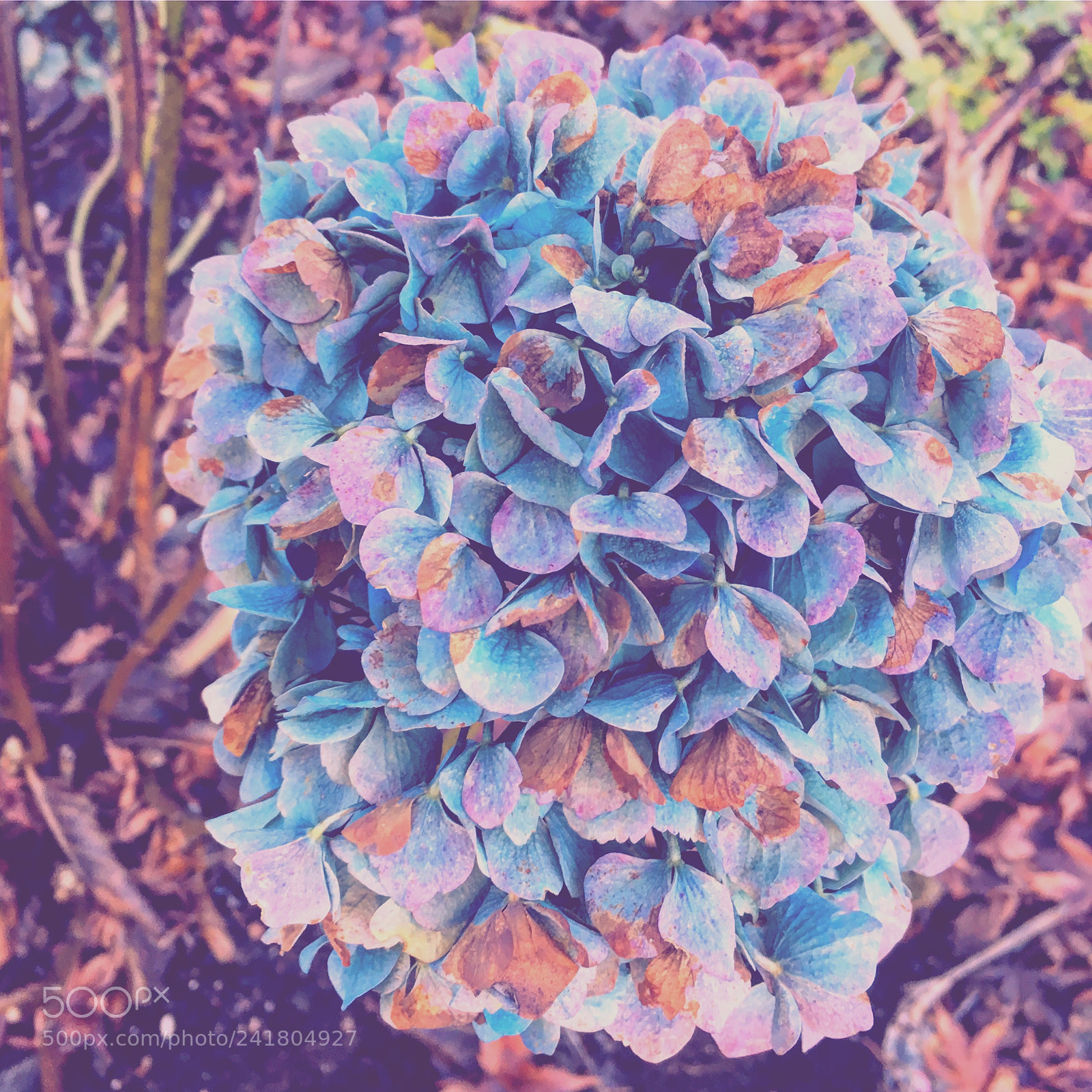 Apple iPhone 6s sample photo. Holding on • hydrangea photography