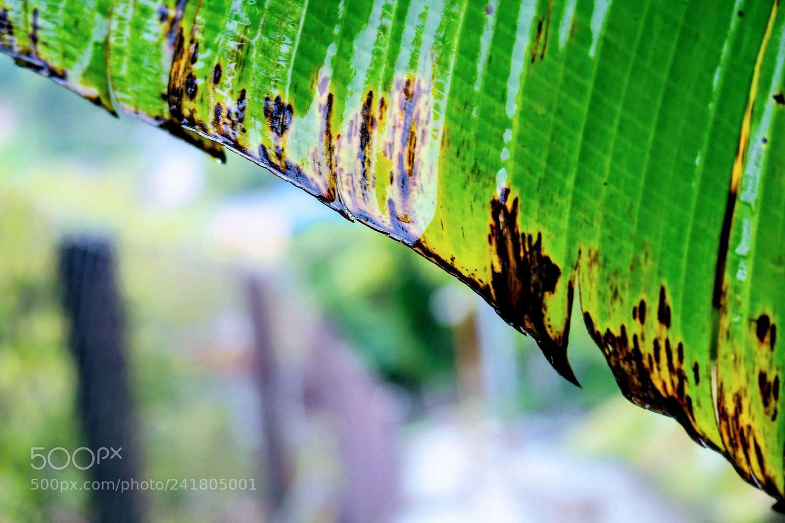 Canon EOS 750D (EOS Rebel T6i / EOS Kiss X8i) sample photo. Rain train photography