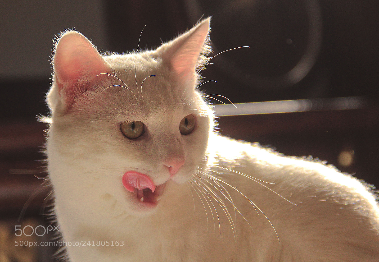 Canon EOS 60D sample photo. My cat photography