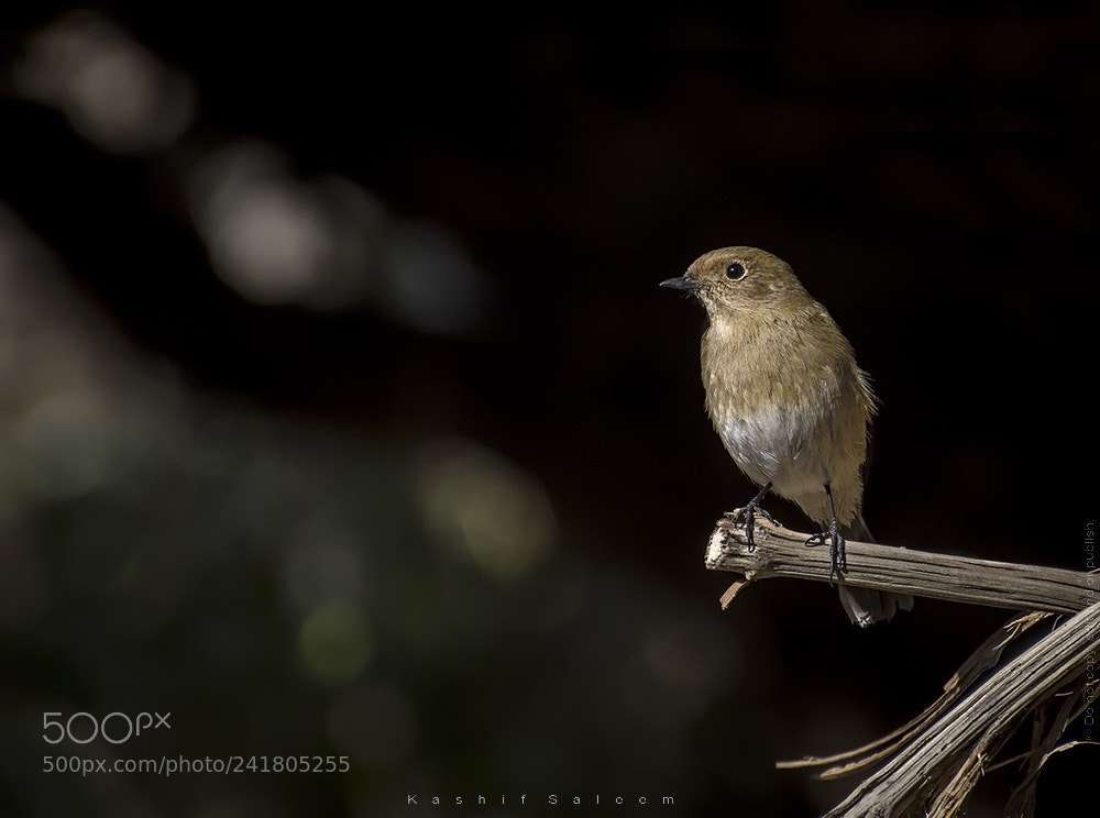 Nikon D7200 sample photo. Blue-throated blue flycatcher ~ female photography