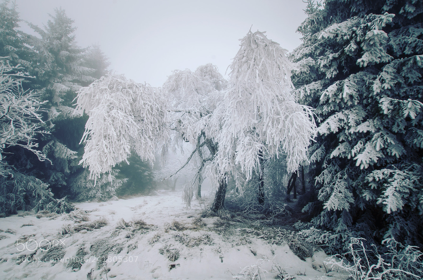 Pentax K-50 sample photo. Winter photography