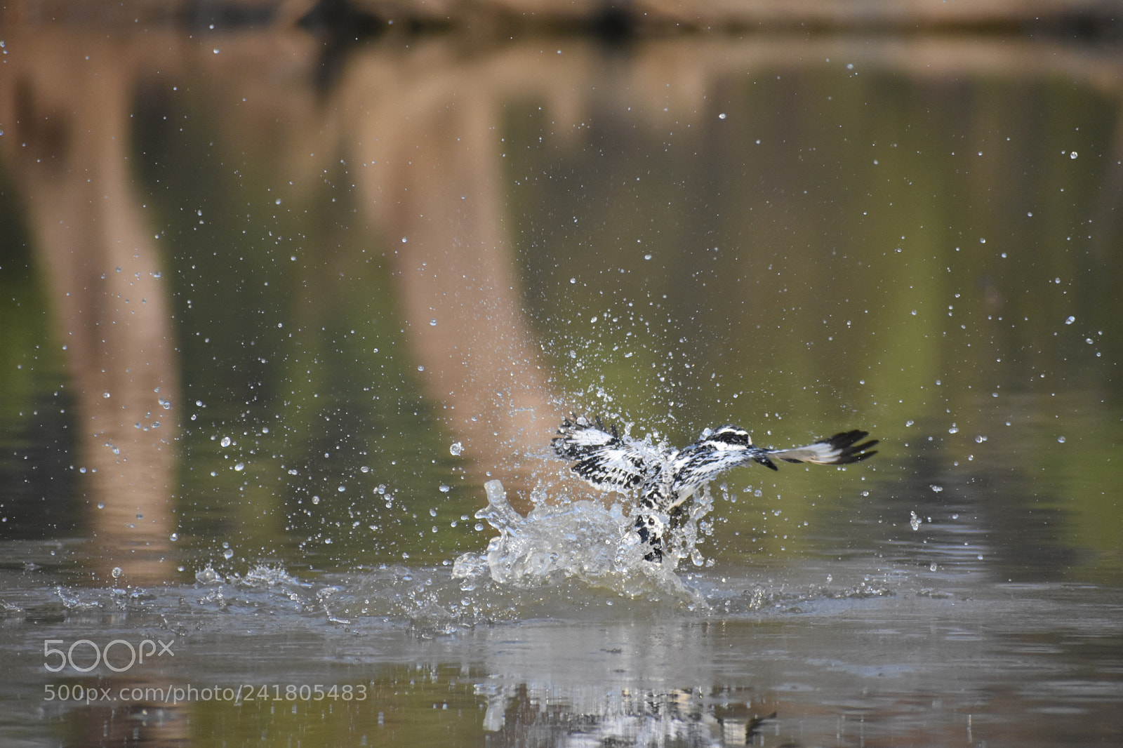 Nikon D3400 sample photo. Pied kingfisher photography