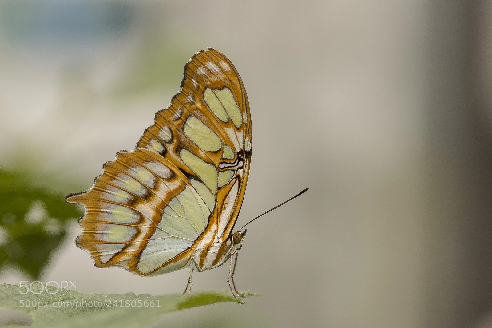 Sony SLT-A77 sample photo. Malachitfalter - siproeta stelenes photography