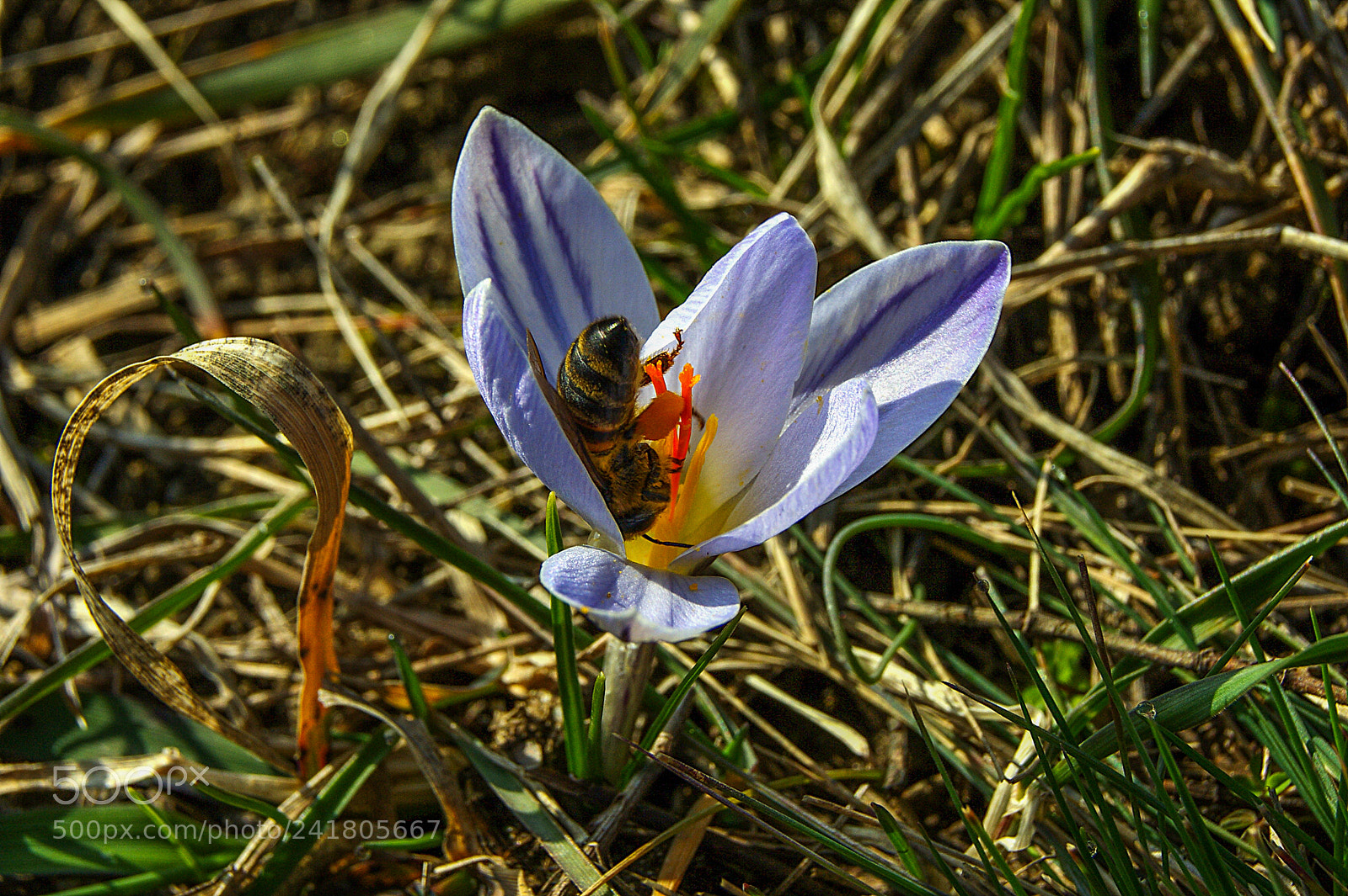 Sony Alpha DSLR-A290 sample photo. March, the time of photography