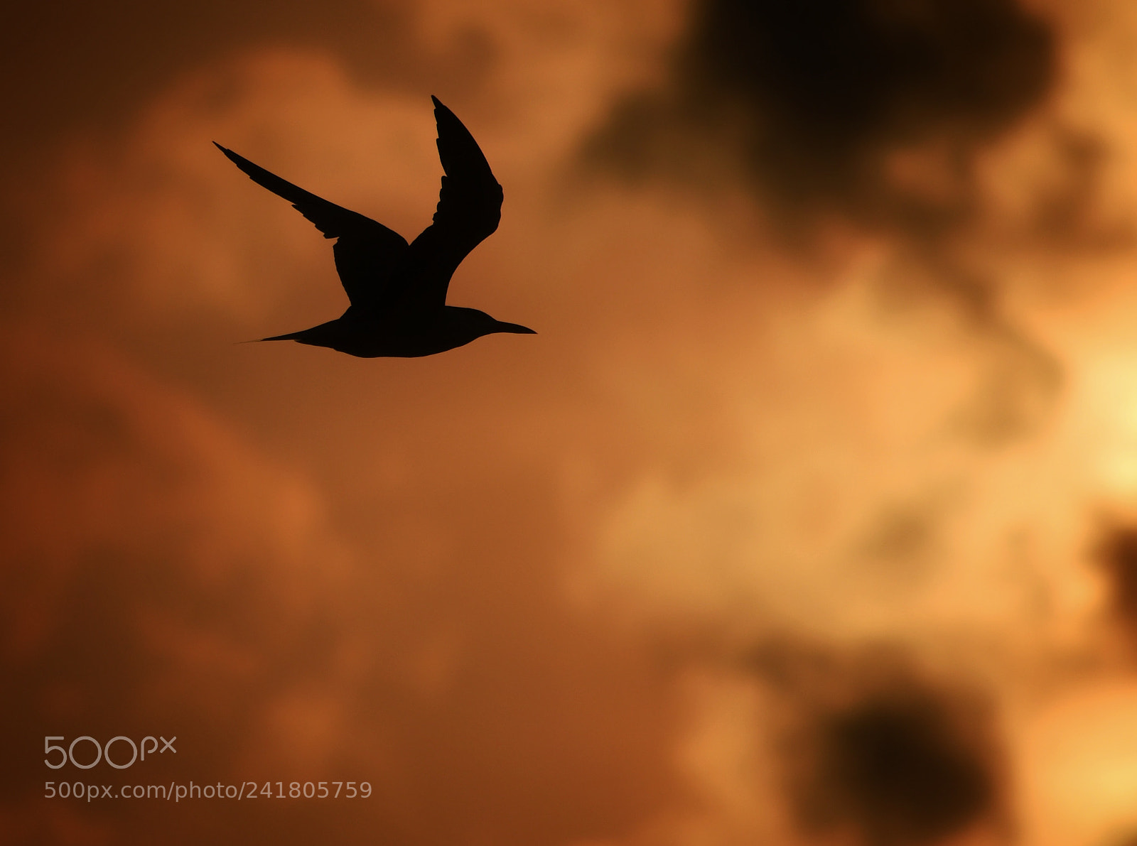Nikon D7500 sample photo. El vuelo de la photography