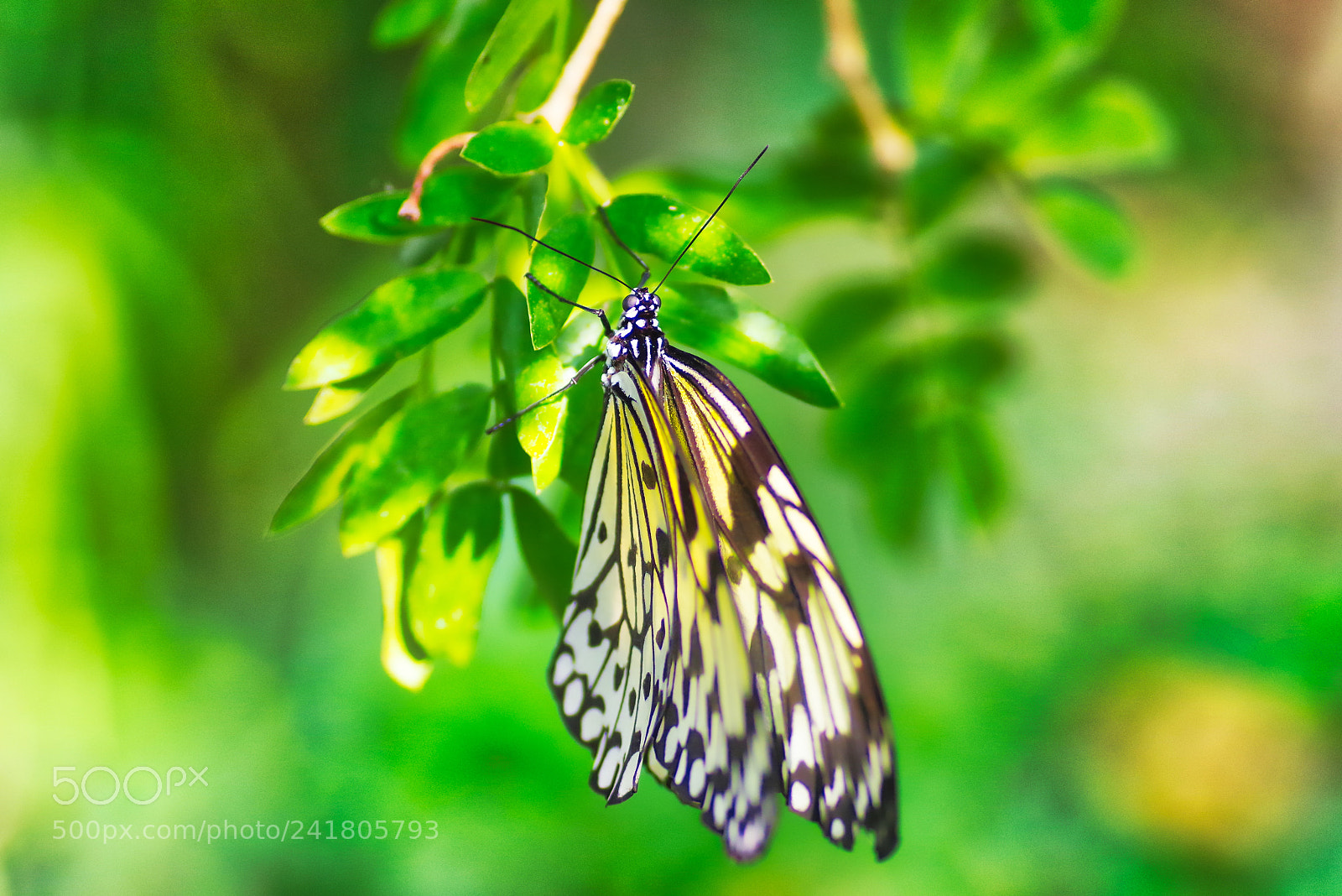 Pentax K-1 sample photo. Butterfly photography