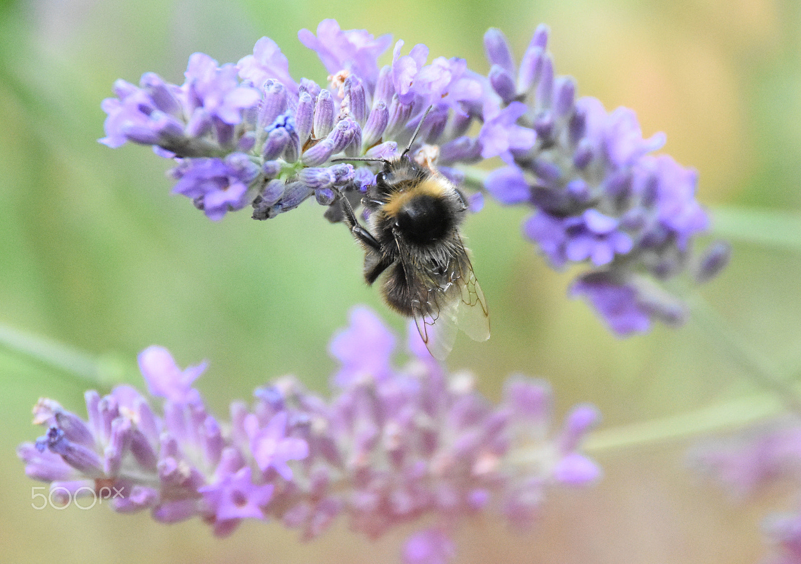 Nikon D7200 + Sigma 150-600mm F5-6.3 DG OS HSM | C sample photo. Bee on lavender. photography