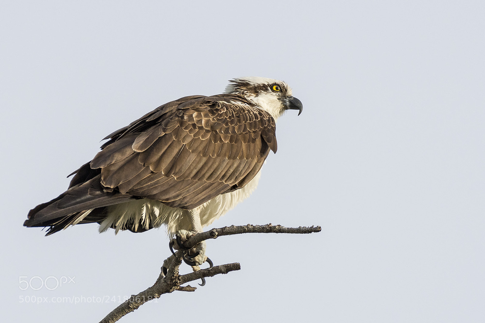 Nikon D500 sample photo. Osprey, delnor-wiggins park photography