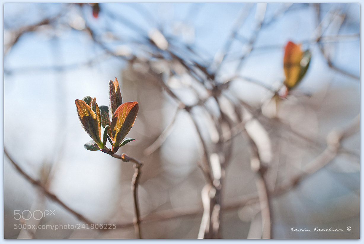 Nikon D90 sample photo. Lonicera caprifolium photography