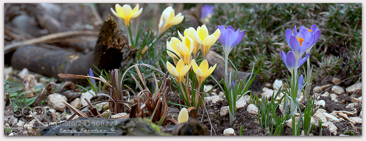 Nikon D90 sample photo. Crocus chrysanthus 'cream beauty' photography