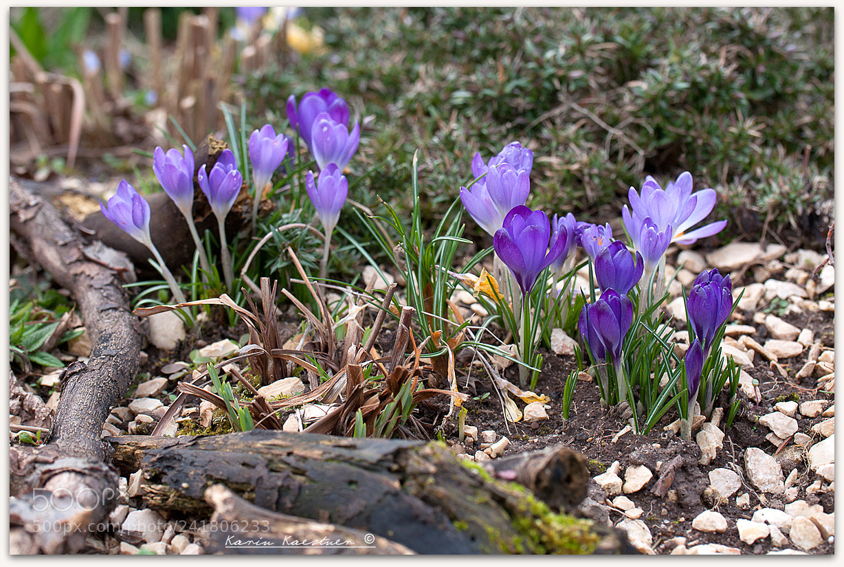Nikon D90 sample photo. Elfenkrokusse - crocus tommasinianus photography