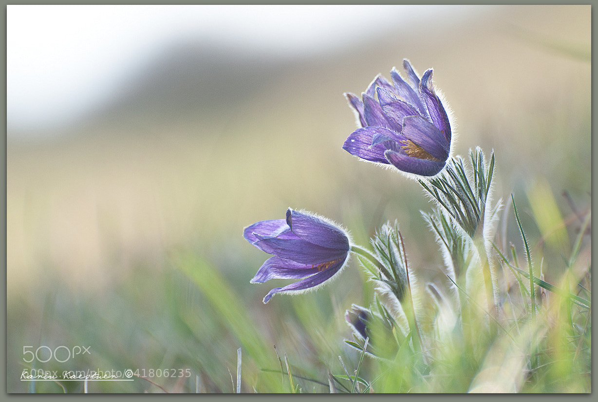 Nikon D90 sample photo. Pulsatilla photography