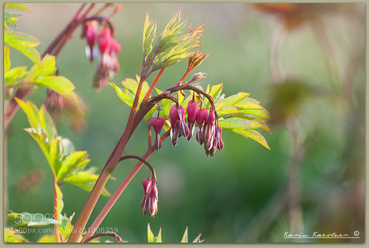 Nikon D90 sample photo. Herzen photography