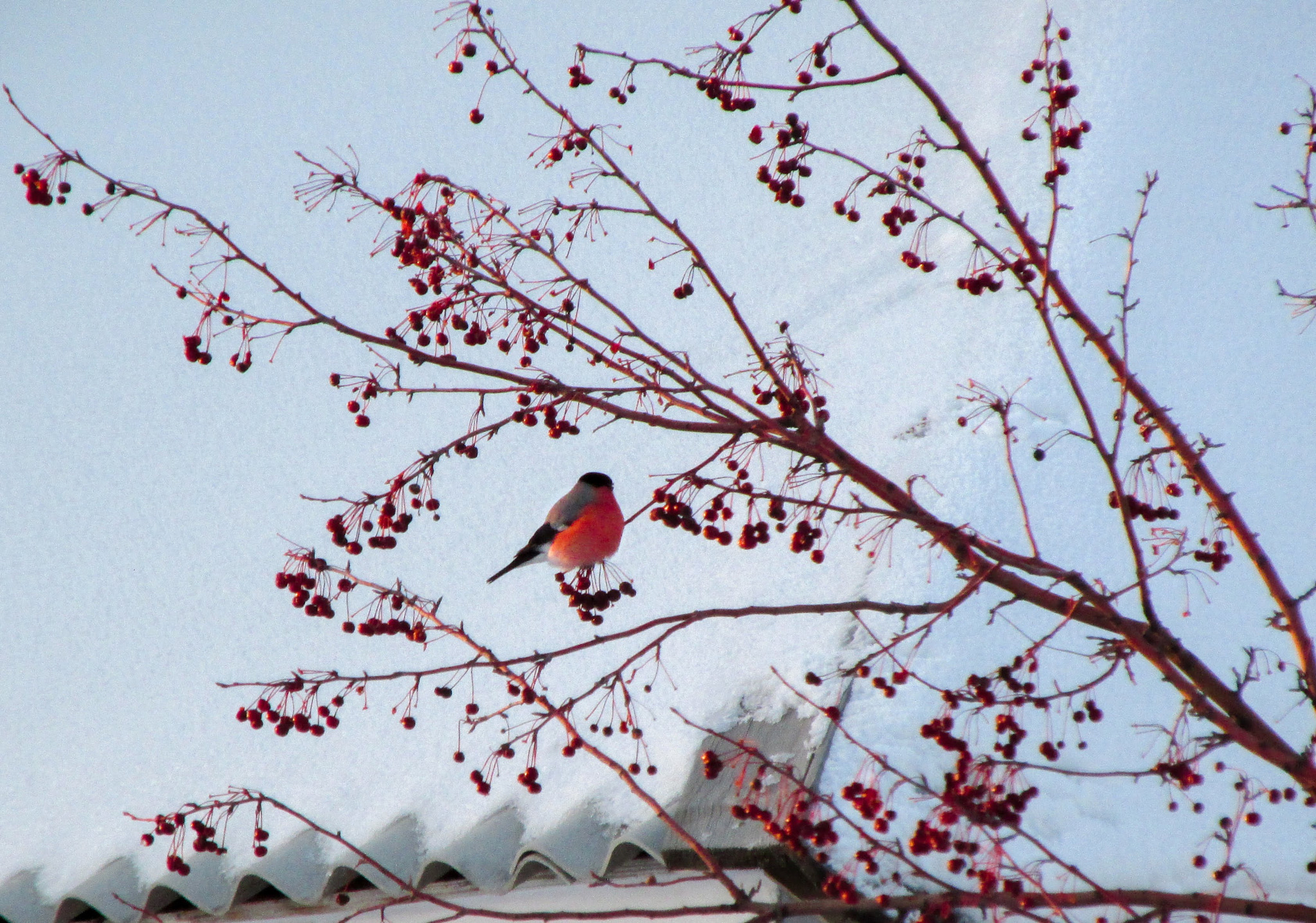 Canon PowerShot SX160 IS sample photo. Billfinch photography