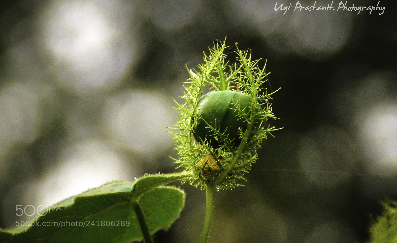 Nikon D7200 sample photo. Sprouts photography