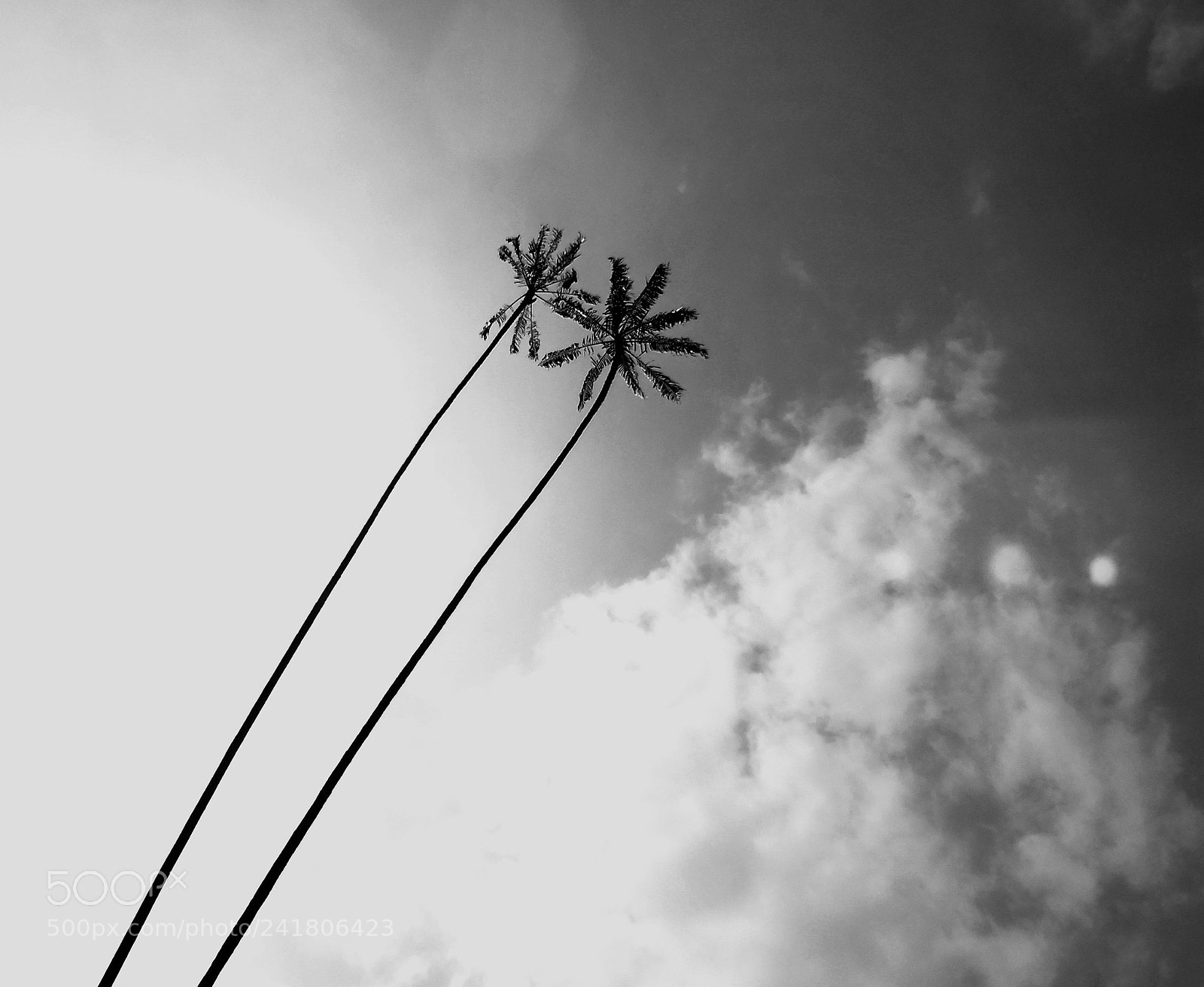 FujiFilm FinePix HS20 EXR (FinePix HS22 EXR) sample photo. Twin palms, kandy photography