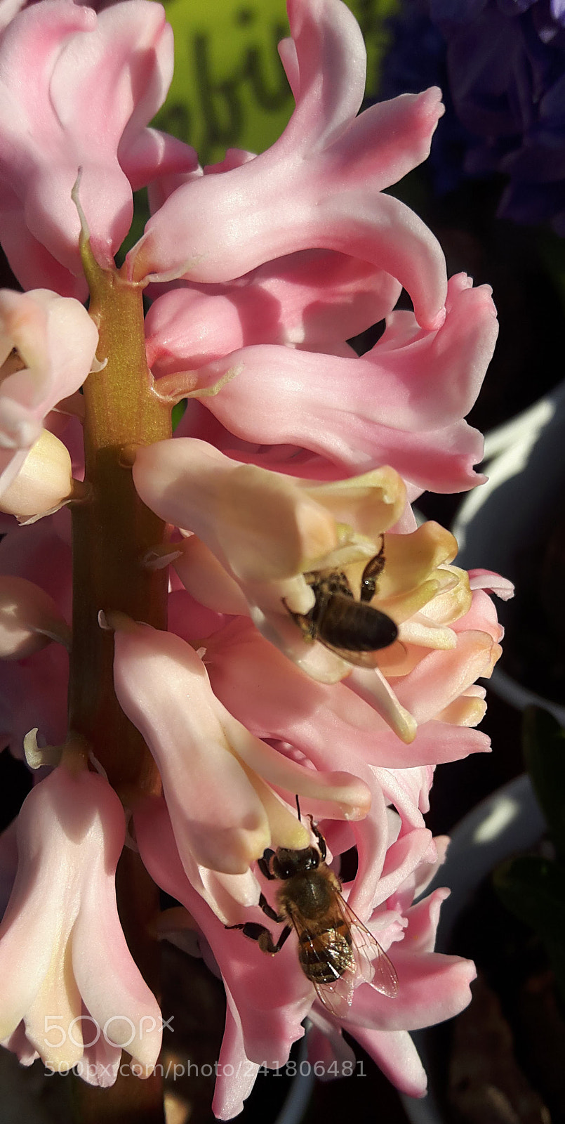 Samsung Galaxy A8 sample photo. Hyacinthus.. photography