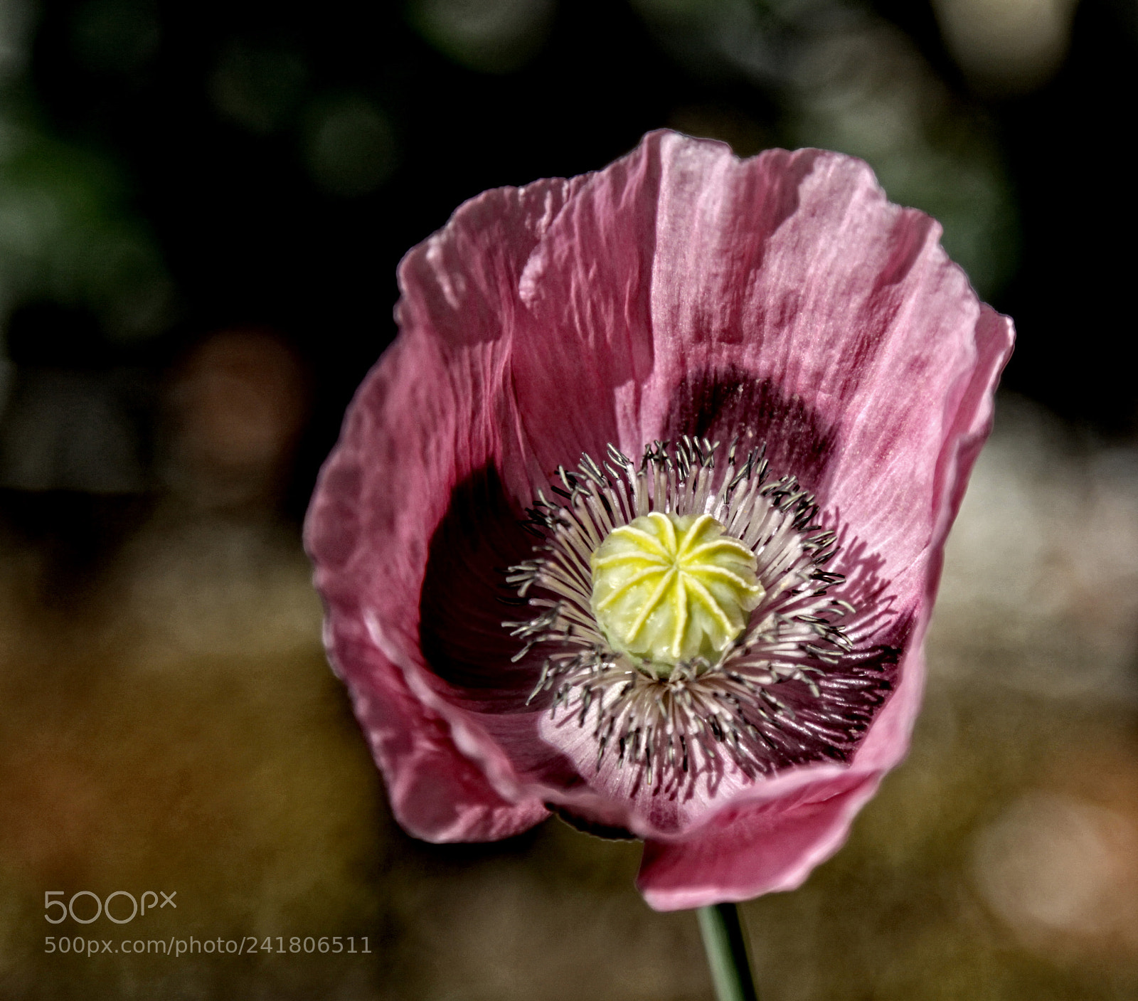 Canon EOS 50D sample photo. Hind poppy 01 photography