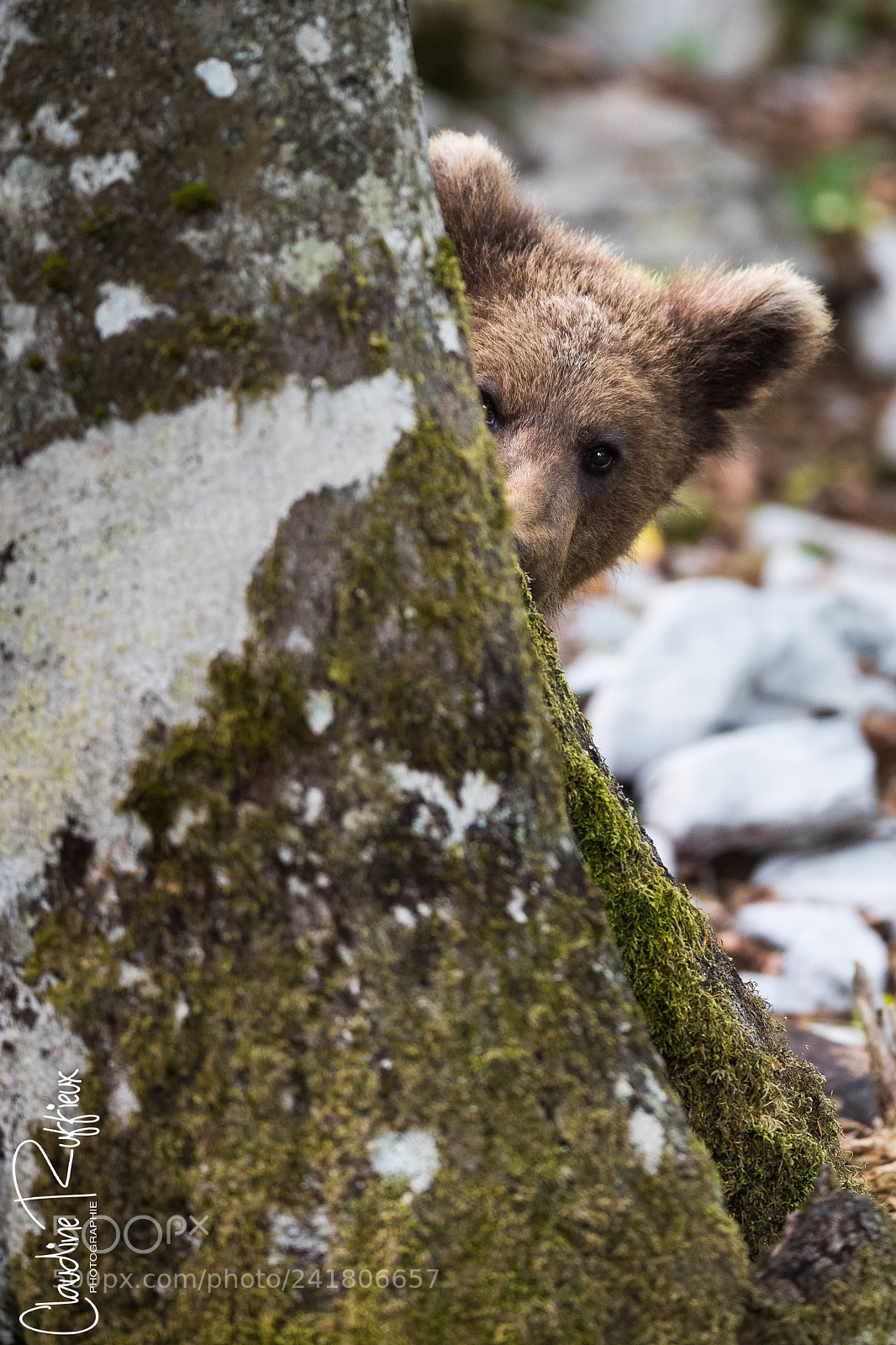 Canon EOS-1D X Mark II sample photo. Slovenian bear photography
