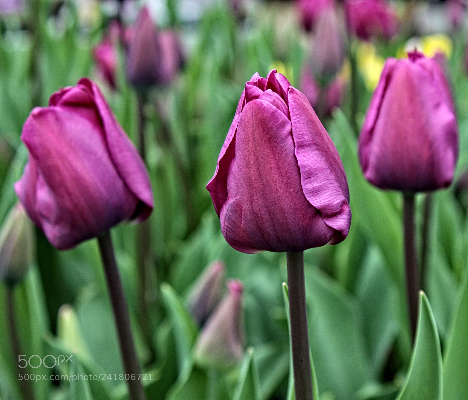 Canon EOS 50D sample photo. Wg tulip 01 photography