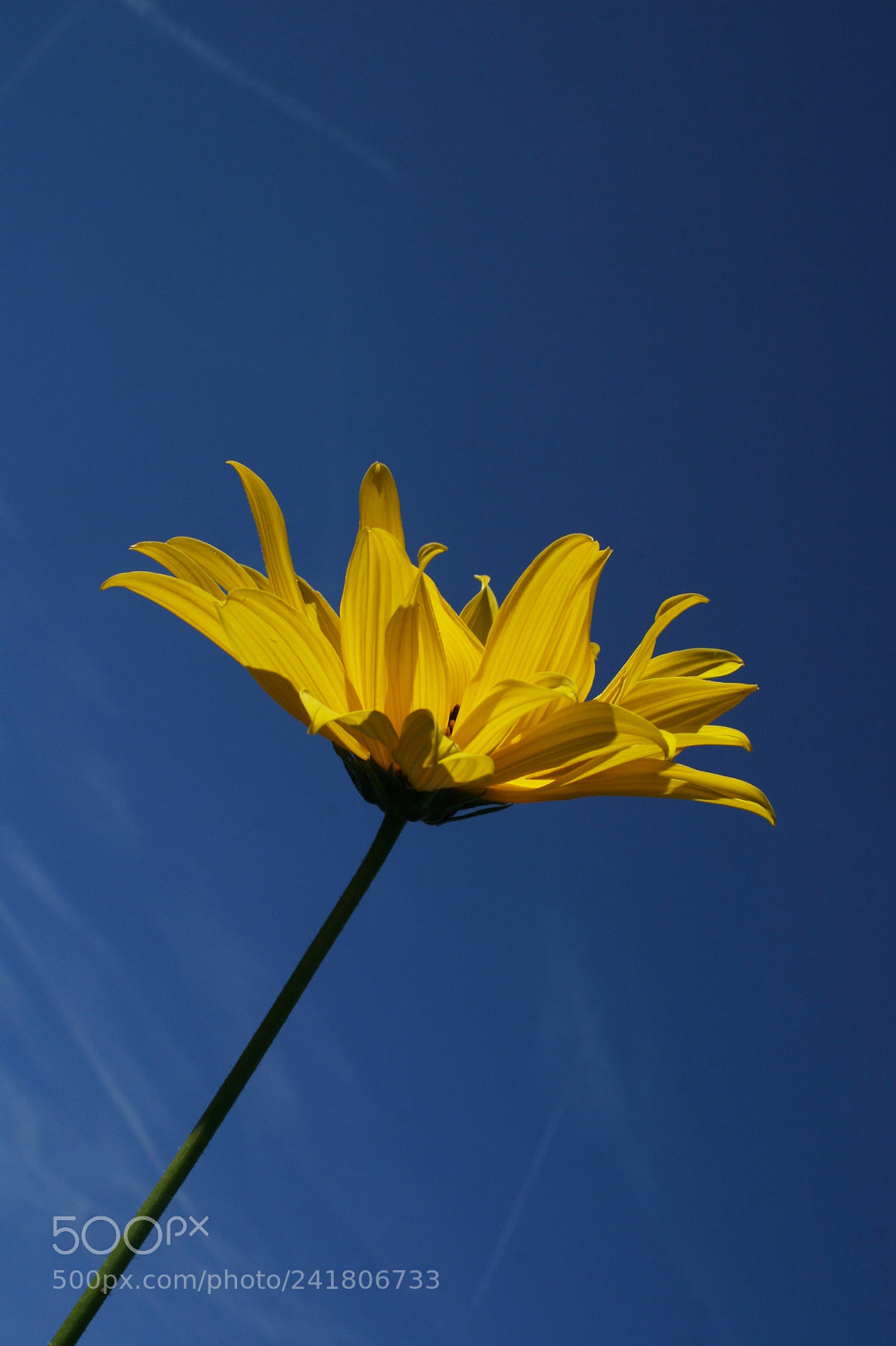 Canon EOS 30D sample photo. Fleur du soleil sur photography