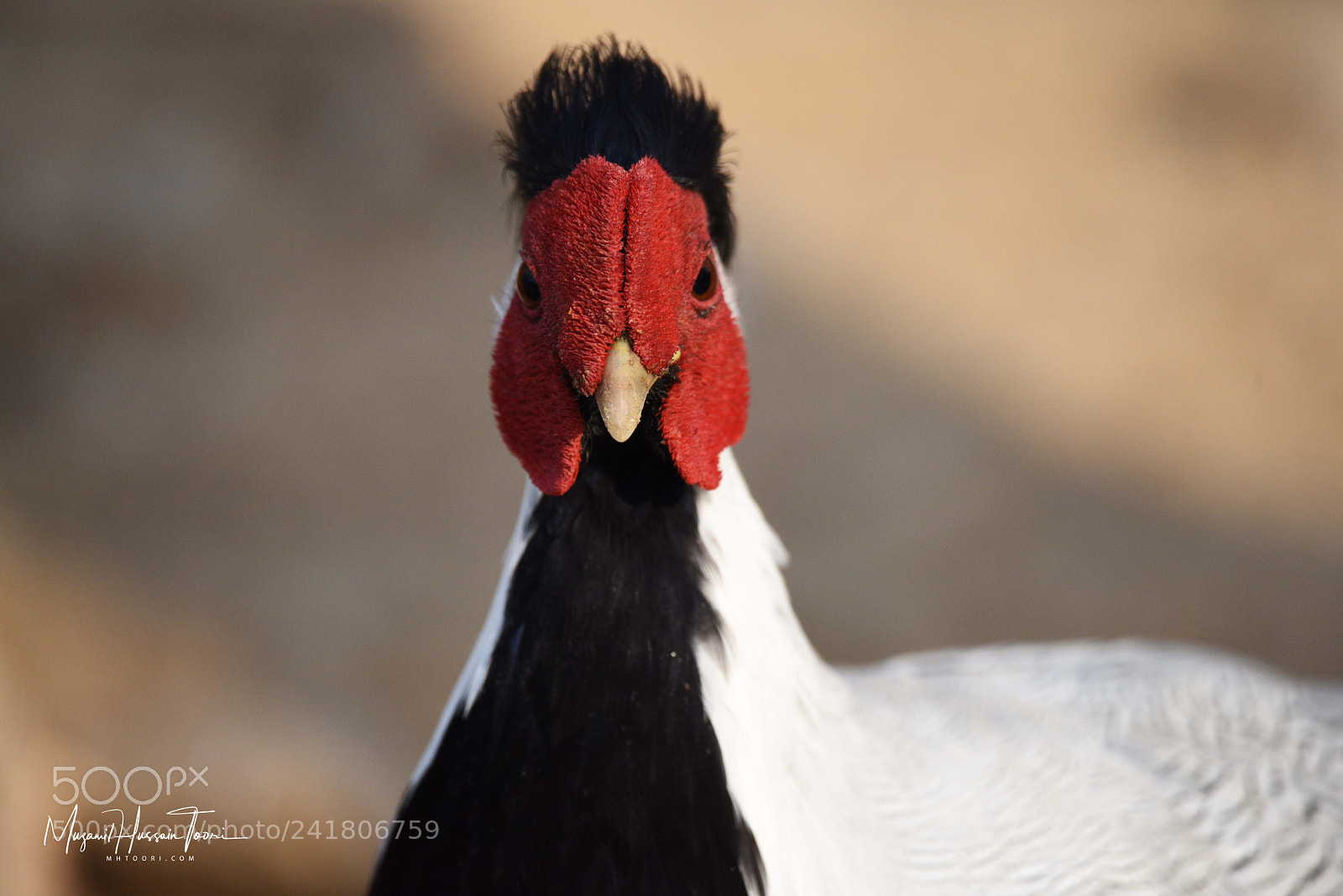 Nikon D810 sample photo. The silver pheasant photography